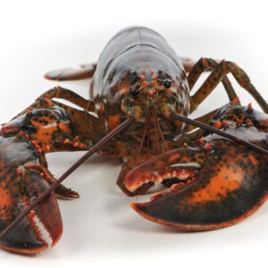 Crusta-Oceans-Canadese-kreeft/lobster