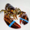 Crusta-Oceans-Canadian-lobster