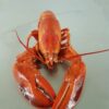 Crusta-Oceans-Canadian-lobster-boiled