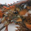 Crusta-Oceans-Canadian-lobster-close-up
