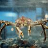 King-Crab-aquarium-Crusta-Oceans