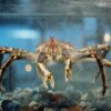 King-Crab-aquarium-Crusta-Oceans