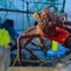 King-Crab-on-ship-Crusta-Oceans