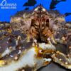 King-Crab-watermerk-Crusta-Oceans