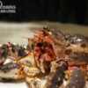 King-Crab-Crusta-Oceans