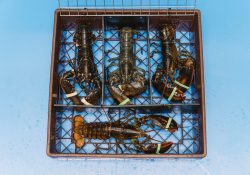 Crusta-Oceans-Canadese-Europese-kreeft-scaled