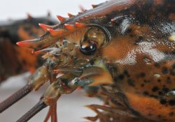 Crusta-Oceans-Canadese-kreeft-close-up