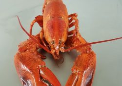 Crusta-Oceans-Canadese-kreeft-gekookt