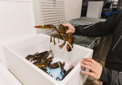 Crusta-Oceans-Canadese-kreeft-in-verpakking-1-scaled