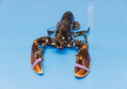 Crusta-Oceans-Europese-kreeft-2-scaled