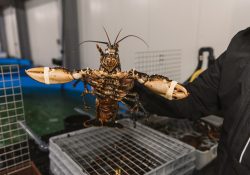 Crusta-Oceans-Europese-kreeft-3-scaled