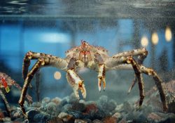 King-Crab-in-aquarium-Crusta-Oceans-scaled