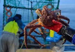 King-Crab-op-schip-Crusta-Oceans-scaled