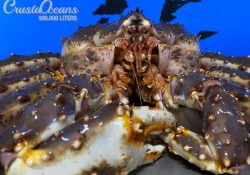 King-Crab-watermerk-2-Crusta-Oceans