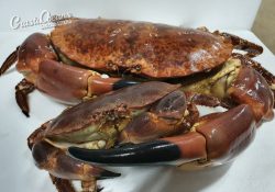 Noordzee-krab-groot-en-klein