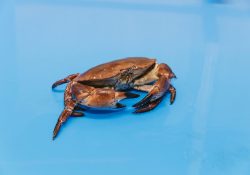 Noordzeekrab-close-up-HR-scaled