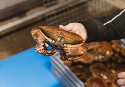 Noordzeekrab-opgetild-2-HR-scaled