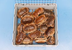 Noordzeekrabben-HR-scaled